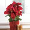 Everlasting Poinsettia Plant