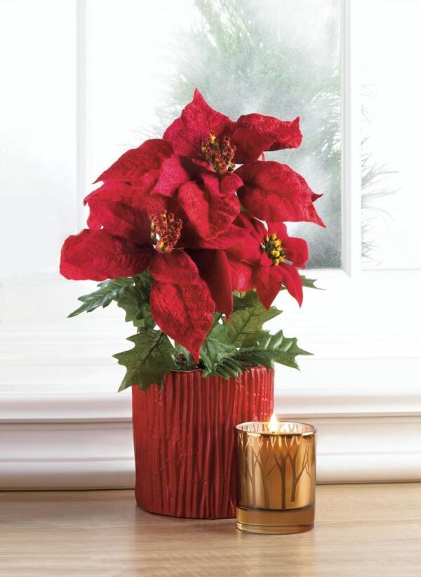 Everlasting Poinsettia Plant